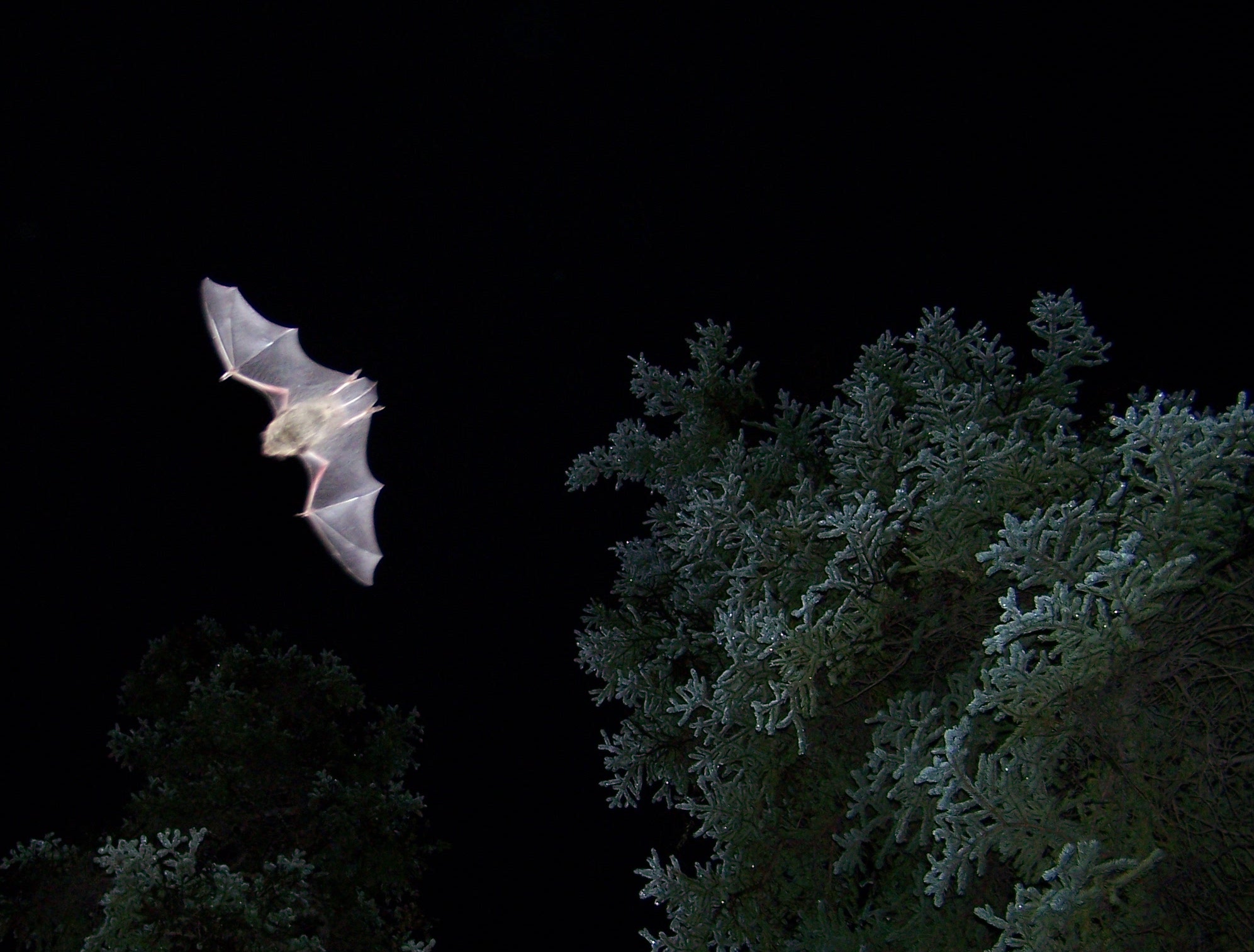 Little brown bats remain a northern mystery Geophysical